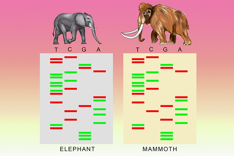 A chart comparing protein sequences of mammoths and elephants DNA